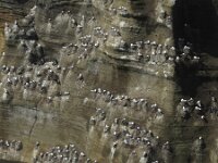 Rissa tridactyla 13, Drieteenmeeuw, Saxifraga-Rob Felix : Animalia, Aves, Chordata, animal, bird, dier, dieren, gewervelde dieren, vertebraat, vertebrate, vogel, vogels