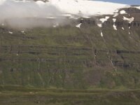 Rissa tridactyla 15, Drieteenmeeuw, Saxifraga-Rob Felix : Animalia, Aves, Chordata, animal, bird, dier, dieren, gewervelde dieren, vertebraat, vertebrate, vogel, vogels