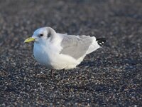 Rissa tridactyla 18, Drieteenmeeuw, Saxifraga-Peter Meininger