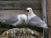 Rissa tridactyla 2, Drieteenmeeuw, Saxifraga-Mark Zekhuis