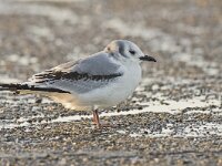 Rissa tridactyla 21, Drieteenmeeuw, Saxifraga-Rik Kruit