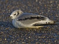 Rissa tridactyla 22, Drieteenmeeuw, Saxifraga-Rik Kruit