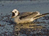 Rissa tridactyla 23, Drieteenmeeuw, Saxifraga-Rik Kruit