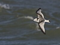 Rissa tridactyla 24, Drieteenmeeuw, Saxifraga-Rik Kruit