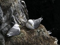 Rissa tridactyla 26, Drieteenmeeuw, Saxifraga-Harry van Oosterhout