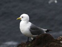 Rissa tridactyla 28, Drieteenmeeuw, Saxifraga-Harry van Oosterhout