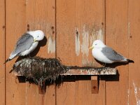 Rissa tridactyla 30, Drieteenmeeuw, Saxifraga-Bart Vastenhouw