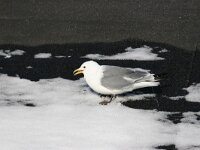 Rissa tridactyla 31, Drieteenmeeuw, Saxifraga-Bart Vastenhouw