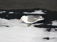 Rissa tridactyla 32, Drieteenmeeuw, Saxifraga-Bart Vastenhouw