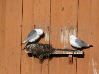 Rissa tridactyla 35, Drieteenmeeuw, Saxifraga-Bart Vastenhouw