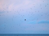 Rissa tridactyla 36, Drieteenmeeuw, Saxifraga-Bart Vastenhouw