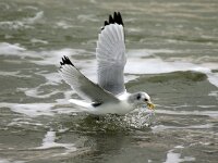 Rissa tridactyla 4, Drieteenmeeuw, Saxifraga-Piet Munsterman