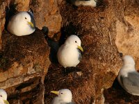 Rissa tridactyla 44, Drieteenmeeuw, Saxifraga-Bart Vastenhouw