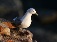 Rissa tridactyla 45, Drieteenmeeuw, Saxifraga-Bart Vastenhouw