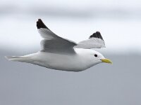 Rissa tridactyla 46, Drieteenmeeuw, Saxifraga-Bart Vastenhouw