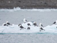 Rissa tridactyla 47, Drieteenmeeuw, Saxifraga-Bart Vastenhouw