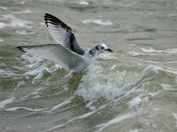 Rissa tridactyla 5, Drieteenmeeuw, juvenile, Saxifraga-Piet Munsterman