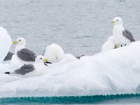 Rissa tridactyla 50, Drieteenmeeuw, Saxifraga-Bart Vastenhouw