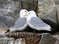 Rissa tridactyla 51, Drieteenmeeuw, Saxifraga-Bart Vastenhouw