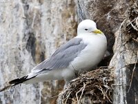 Rissa tridactyla 52, Drieteenmeeuw, Saxifraga-Bart Vastenhouw