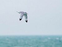 Rissa tridactyla 53, Drieteenmeeuw, Saxifraga-Bart Vastenhouw