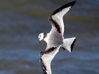 Rissa tridactyla 58, Drieteenmeeuw, Saxifraga-Bart Vastenhouw