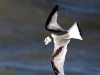 Rissa tridactyla 59, Drieteenmeeuw, Saxifraga-Bart Vastenhouw