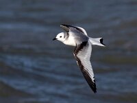 Rissa tridactyla 62, Drieteenmeeuw, Saxifraga-Bart Vastenhouw