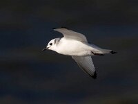 Rissa tridactyla 64, Drieteenmeeuw, Saxifraga-Bart Vastenhouw