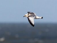 Rissa tridactyla 66, Drieteenmeeuw, Saxifraga-Bart Vastenhouw