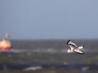 Rissa tridactyla 67, Drieteenmeeuw, Saxifraga-Bart Vastenhouw