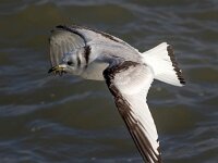 Rissa tridactyla 69, Drieteenmeeuw, Saxifraga-Bart Vastenhouw