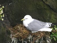 Rissa tridactyla 7, Drieteenmeeuw, Saxifraga-Jan Nijendijk