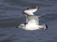 Rissa tridactyla 72, Drieteenmeeuw, Saxifraga-Bart Vastenhouw