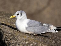 Rissa tridactyla 73, Drieteenmeeuw, Saxifraga-Bart Vastenhouw