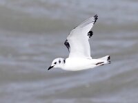 Rissa tridactyla 74, Drieteenmeeuw, Saxifraga-Bart Vastenhouw