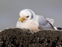 Rissa tridactyla 76, Drieteenmeeuw, Saxifraga-Bart Vastenhouw