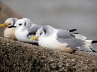 Rissa tridactyla 78, Drieteenmeeuw, Saxifraga-Bart Vastenhouw