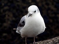 Rissa tridactyla 79, Drieteenmeeuw, Saxifraga-Bart Vastenhouw