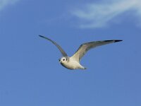 Rissa tridactyla 8, Drieteenmeeuw, adult, Saxifraga-Piet Munsterman