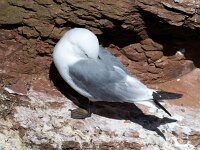 Rissa tridactyla 83, Drieteenmeeuw, Saxifraga-Bart Vastenhouw