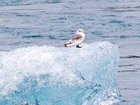 Rissa tridactyla 84, Drieteenmeeuw, Saxifraga-Bart Vastenhouw