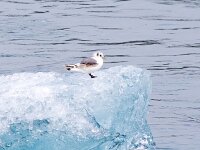 Rissa tridactyla 85, Drieteenmeeuw, Saxifraga-Bart Vastenhouw