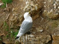 Rissa tridactyla 87, Drieteenmeeuw, Saxifraga-Hans Grotenhuis