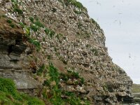 Rissa tridactyla 88, Drieteenmeeuw, Saxifraga-Hans Grotenhuis