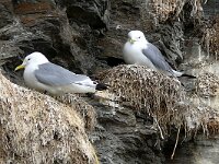 Rissa tridactyla 89, Drieteenmeeuw, Saxifraga-Hans Grotenhuis