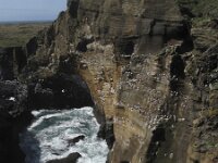 Rissa tridactyla 9, Drieteenmeeuw, Saxifraga-Rob Felix : Animalia, Aves, Chordata, animal, bird, dier, dieren, gewervelde dieren, vertebraat, vertebrate, vogel, vogels