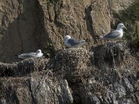 Rissa tridactyla 92, Drieteenmeeuw, Saxifraga-Willem van Kruijsbergen