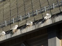 Rissa tridactyla 93, Drieteenmeeuw, Saxifraga-Willem van Kruijsbergen