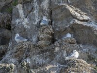 Rissa tridactyla 96, Drieteenmeeuw, Saxifraga-Willem van Kruijsbergen